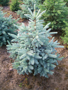 picea-pungens-glauca-arizona-kaibab