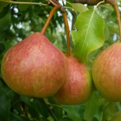 Груша Любимица Яковлева (осен.с.)