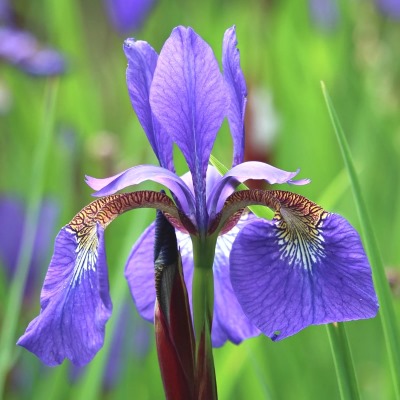 Ирис сибирский Сизар'с Бразе (фиол.)
