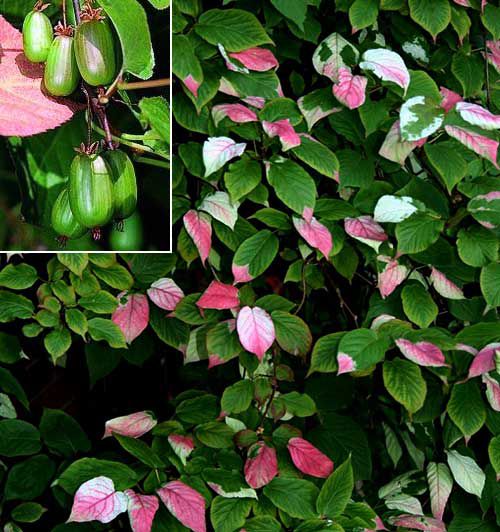 актин шиман