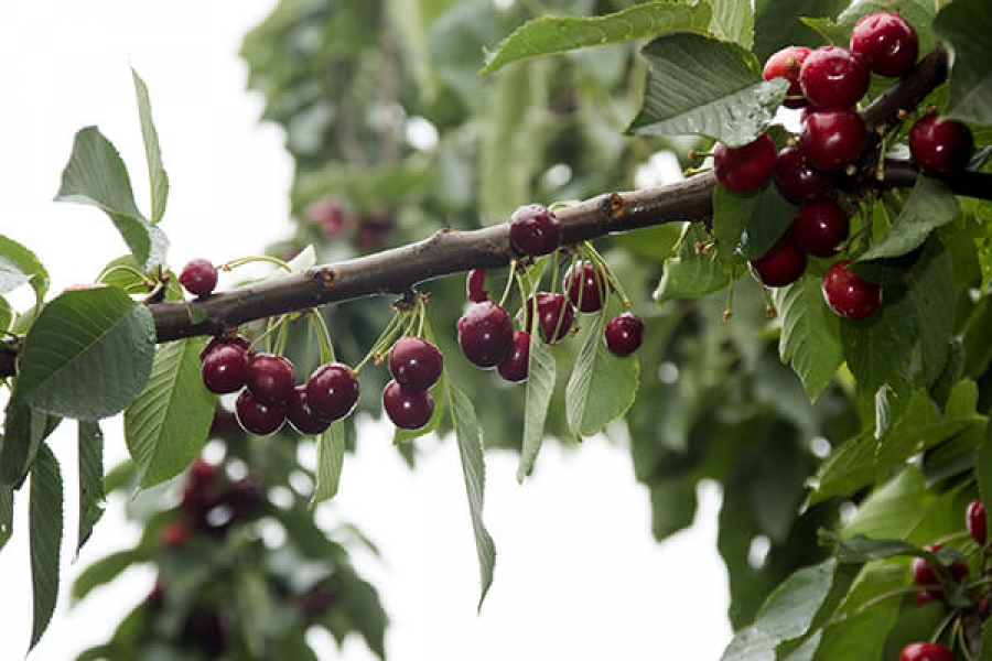 Черешня Ипуть_2