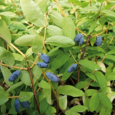 Жимолость камчатская Балалайка