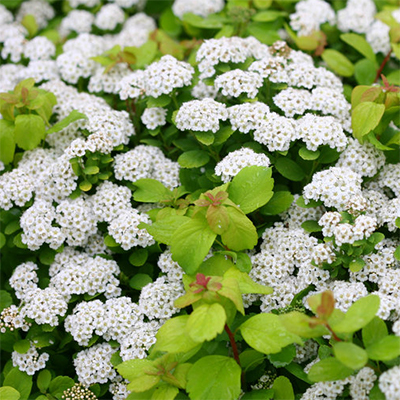 спирея берез