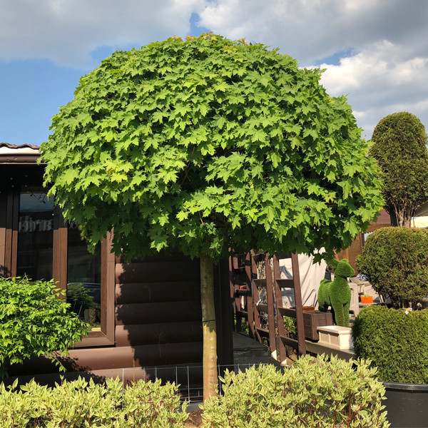 НоменклатураПрисоединенныеФайлы