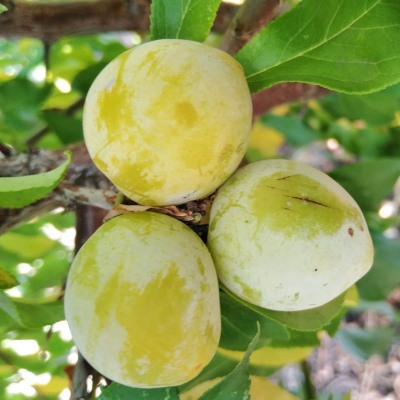 Слива Белоснежка (светло-желт.средн.ср.созр.)