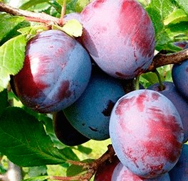 Слива Волжская красавица