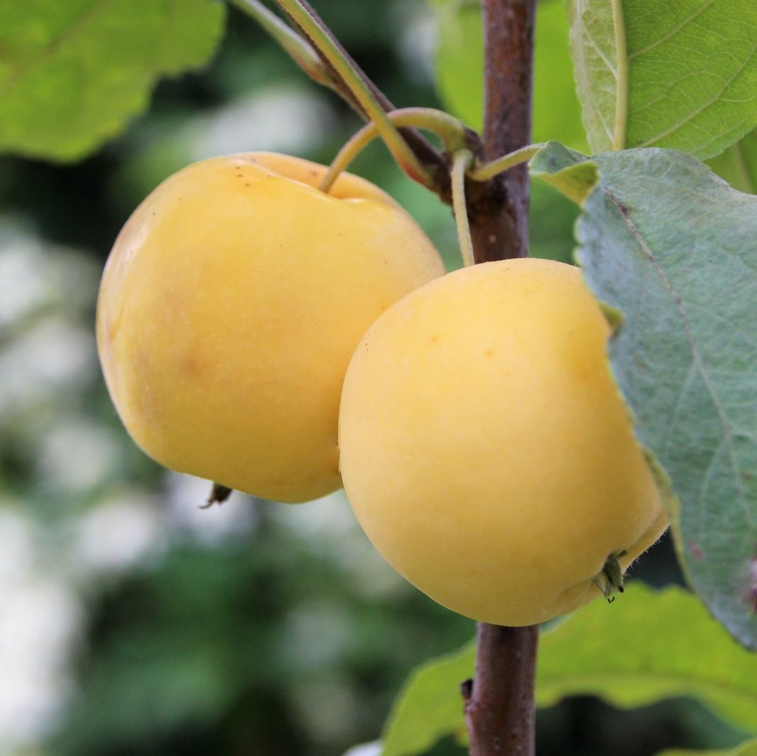 Яблоня Китайка золотая 2