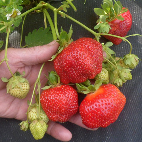 клубника сальса