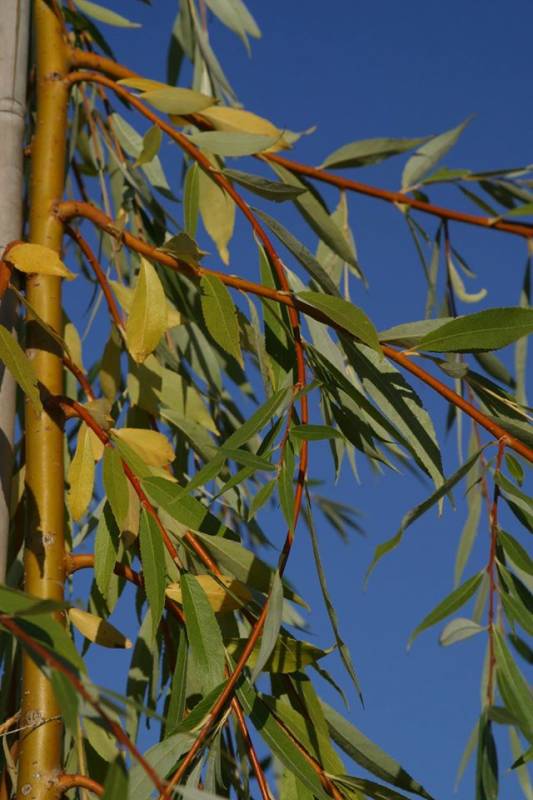 Ива Памяти Миндовского_3