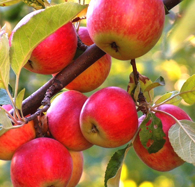Яблоня Конфетная 1