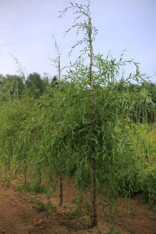 ива свердл плакуч