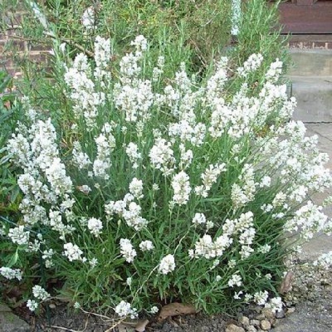 3f5cc86c89f88f8713ae9a3204c7777c