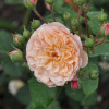 rosa-_eveline-w