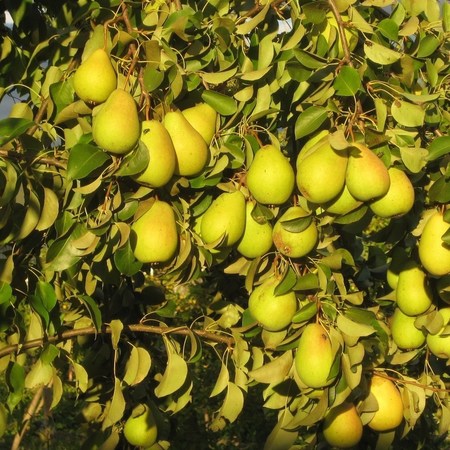 Груша Сказочная_2