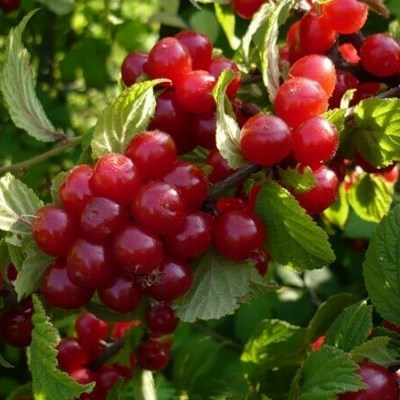 Вишня войлочная Огонек