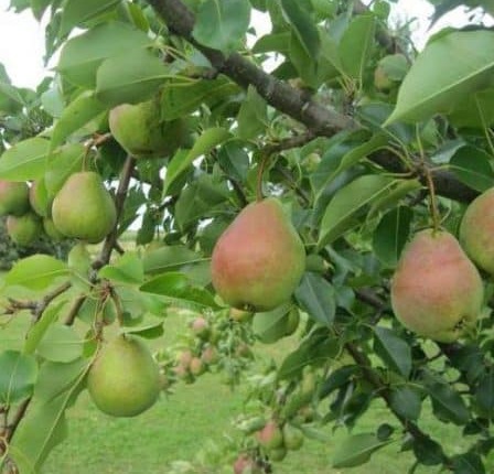 Груша обыкновенная Велеса3