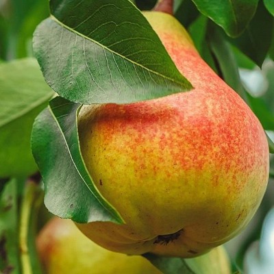 Груша Ранняя летняя (летн.с.)