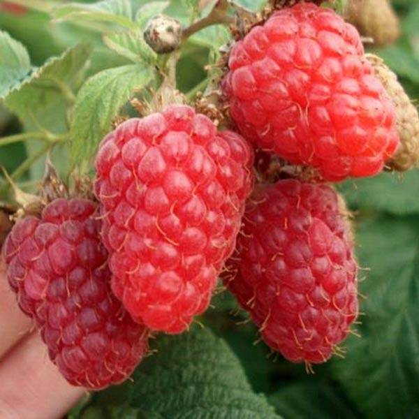 малина памяти шеин