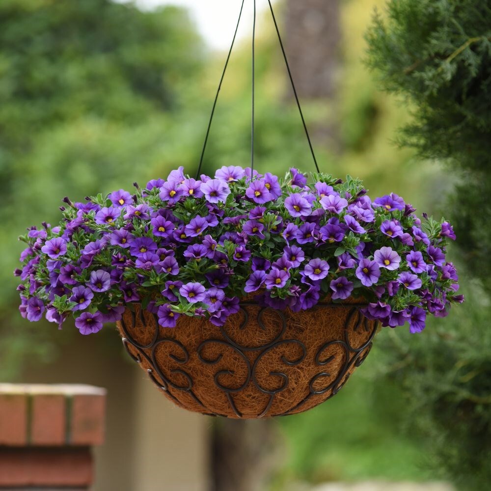 калибрахоа