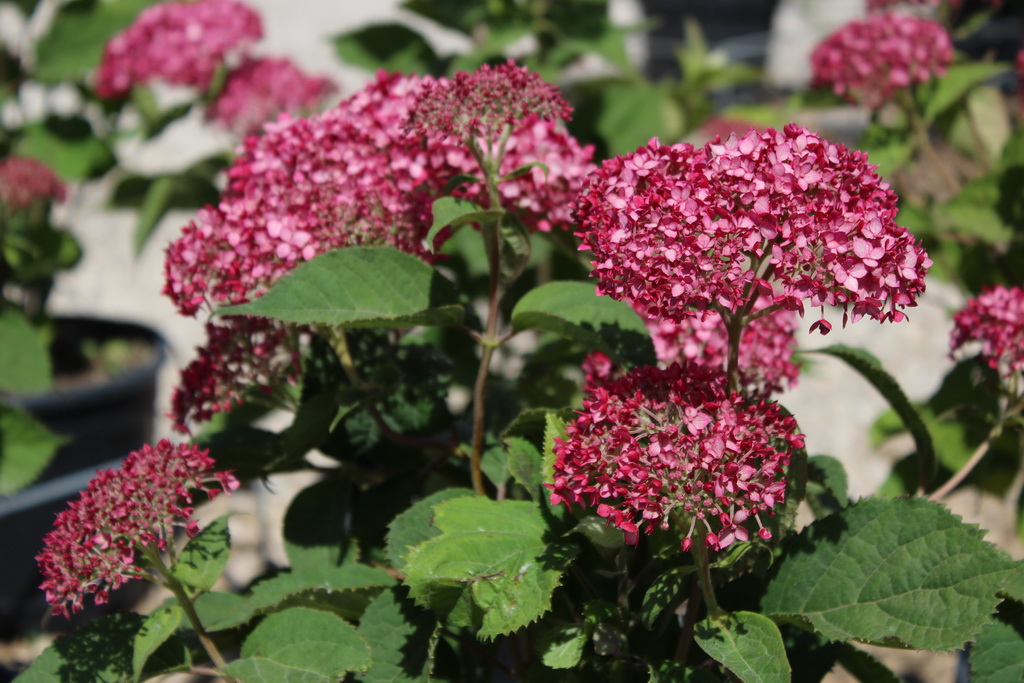 горт свит аннаб