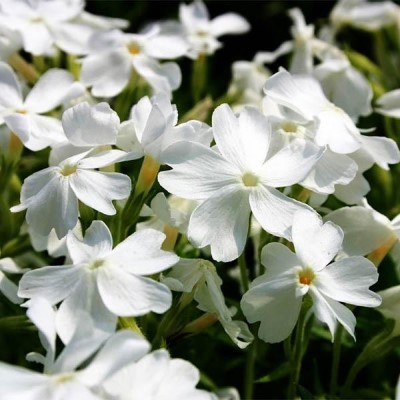 Флокс шиловидный Вайт Делайт (бел.)