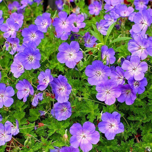 Герань гибридная Розанна_1