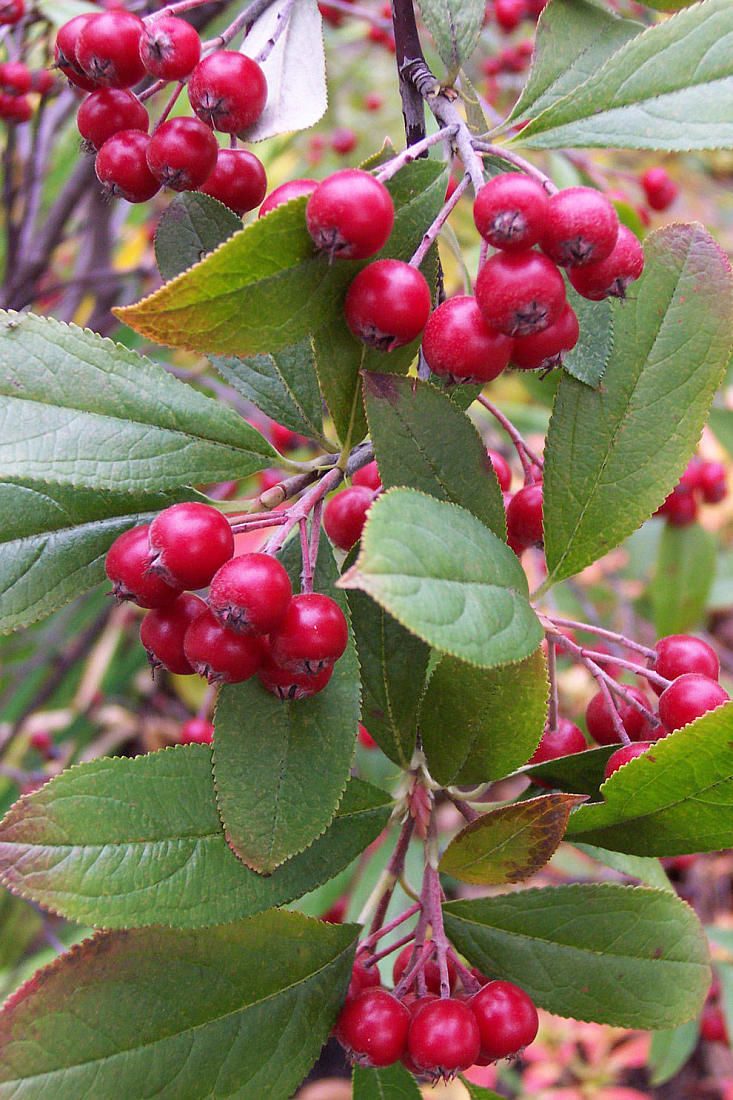 aronia__brilliant_fruit