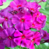Флокс метельчатый Зе Кинг(лил.-пурп.)
