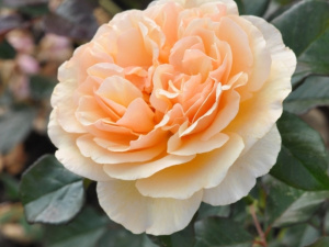 Rosa-E---Bozedib022-2-29-03-19-11-05-33-22-07-19-10-33-39