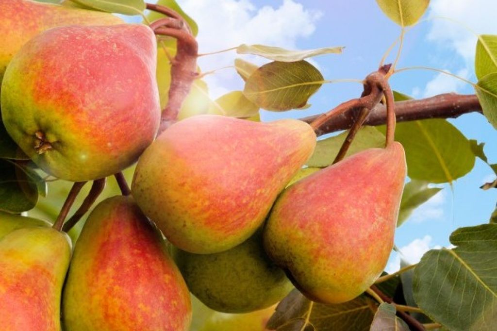 Груша Северянка (ранне-летн.с.)