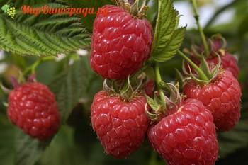 Сорт-малины-Здравие