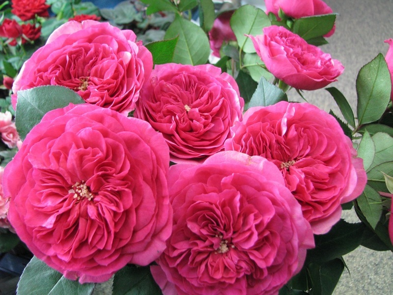 НоменклатураПрисоединенныеФайлы