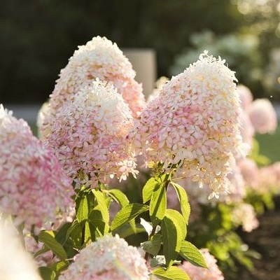 роял флауэр