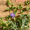 variegata-barvinok