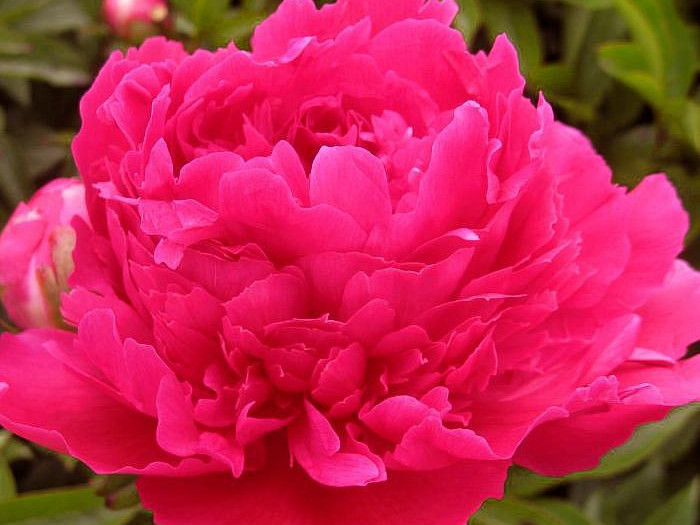 1_ред суприм