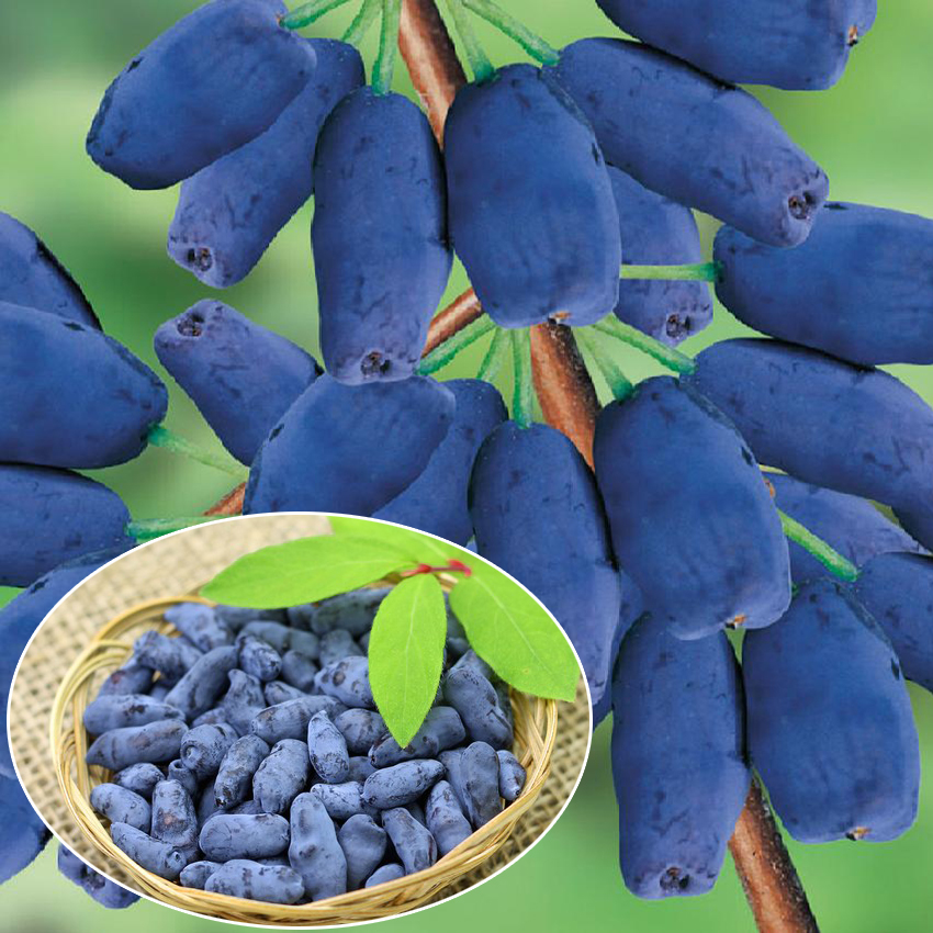 3cfd13ba4dad6bb7783a10a82f404def