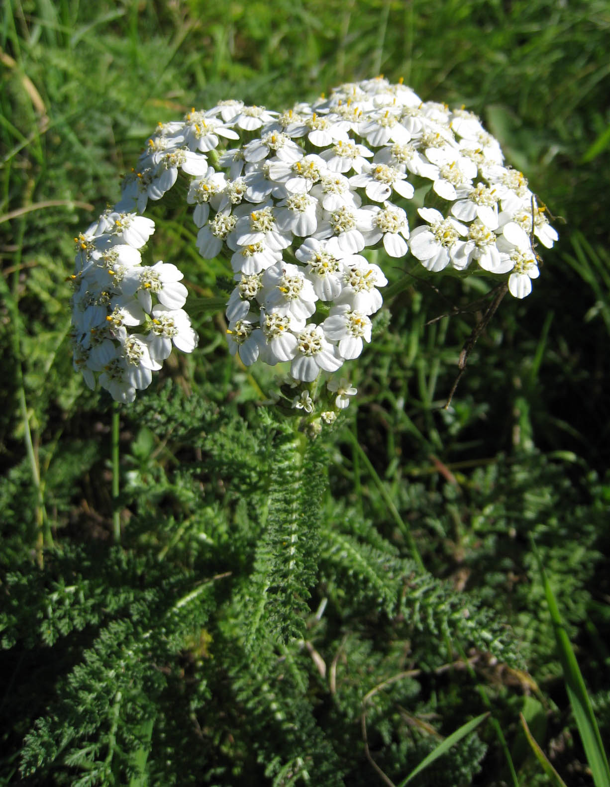 Achillea_millefolium_(yarrow)