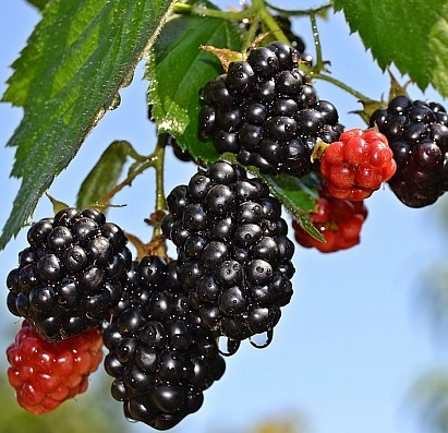 Ежевика Оуачита2