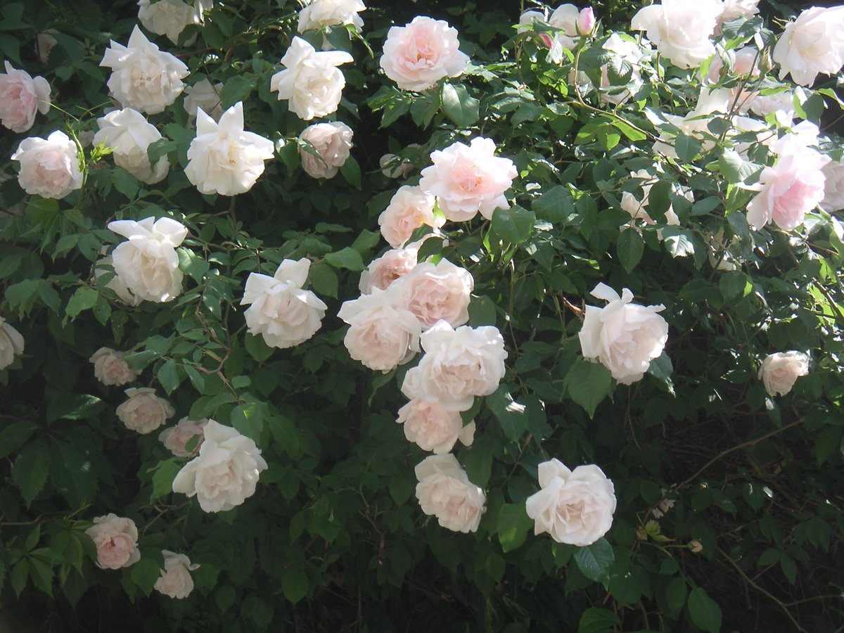 роза патио Мадам Альфрэд Карье