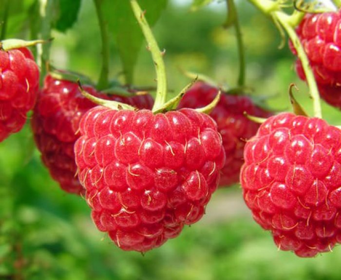 Малина Новость Кузьмина (красн.)_1