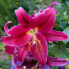 arabian_red