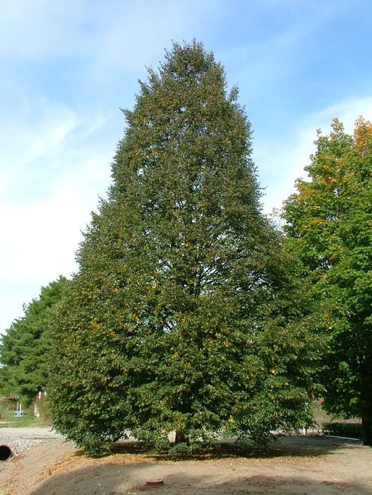 lilejnik-Stella-de-oro