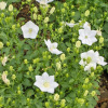 kolokolchik-karpatskii-pearl-white