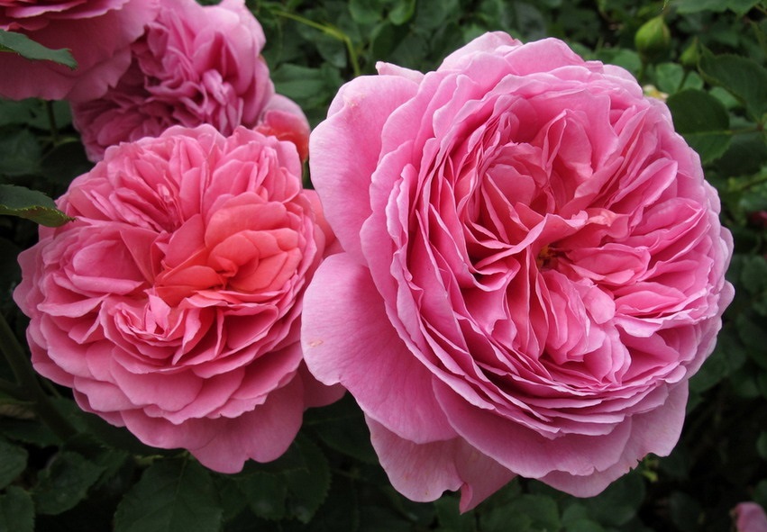 Princess Alexandra of Kent2