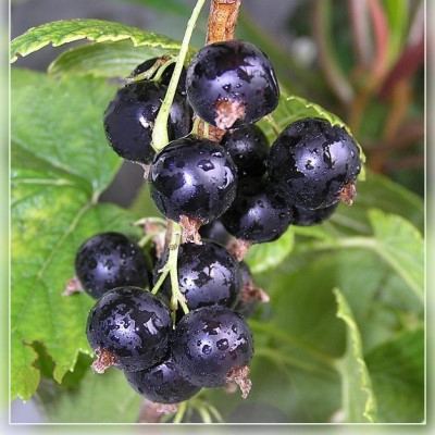 Смородина черная Голубка (ранн.ср.созр.)