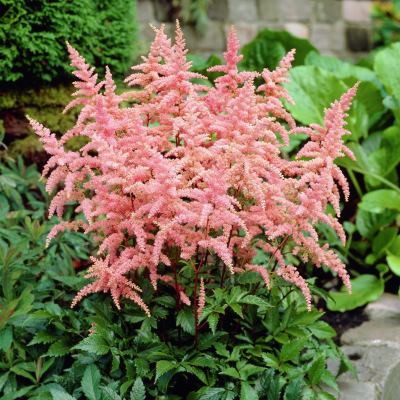 Астильба Арендса Брессингем Бьюти (розов.)