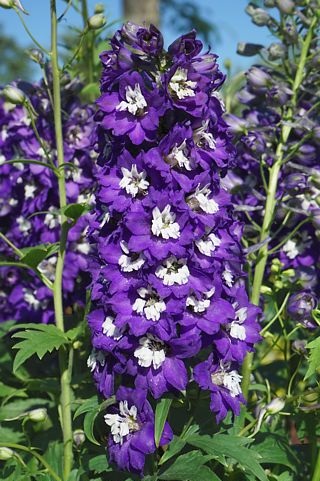 блю вайт би