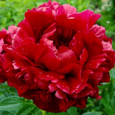 Генри Бокстос