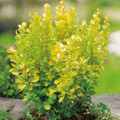 Голден рокет