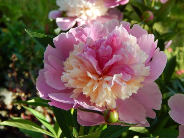 Пион молочноцветковый Сорбетрозов.с крем.юбочкой)